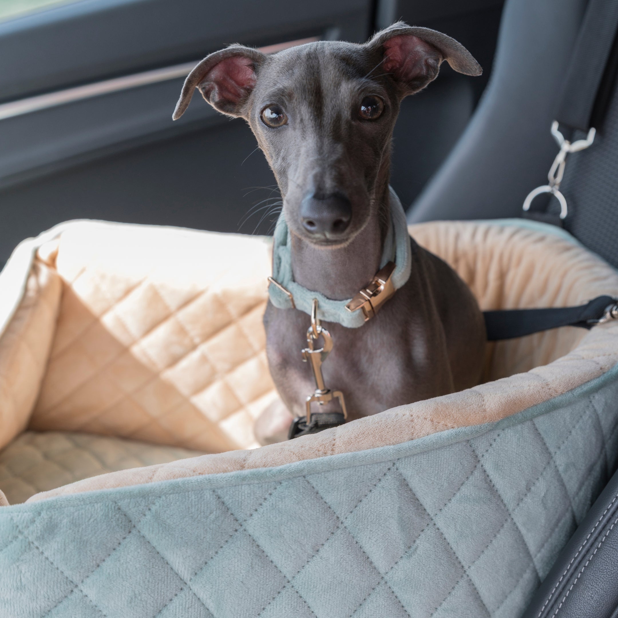 Dog Bed Car