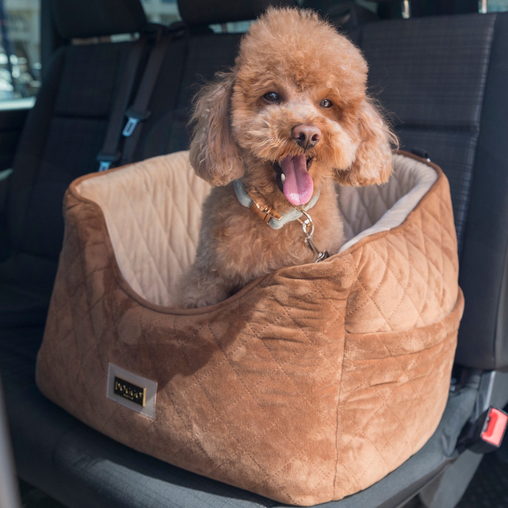 Dog Bed Car